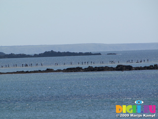 SX09038 People walking over sea to St Michael's Mount